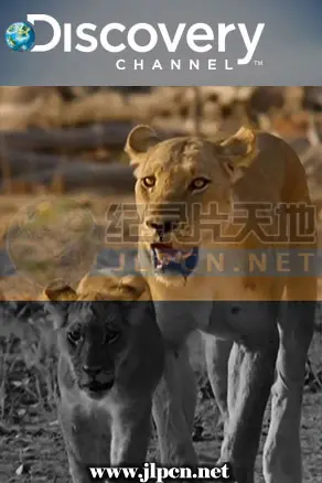 《狮群的日与夜》:残酷与温情交织的非洲生存史诗